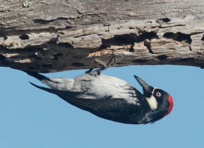 Acorn Woodpecker, female, upside down