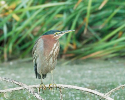 Green Heron