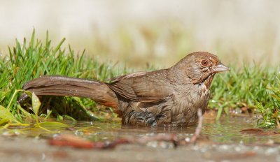 California Towhee