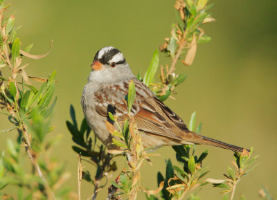 White-crowned Sparrow, Interior West (oriantha)