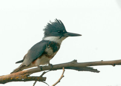 Belted Kingfisher, female