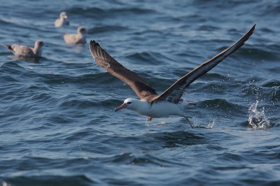 Laysan Albatross, taking off