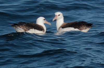 Birds -- Monterey pelagic, October 29, 2011