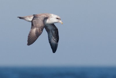 Northern Fulmars