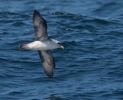 Northern Fulmar, light morph