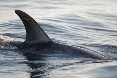 Risso's Dolphin