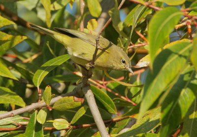 Orange-crowned Warbler