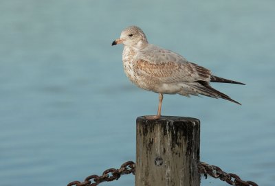 Ring-billed Gull, first winter