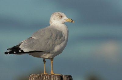 Ring-billed Gull, adult winter