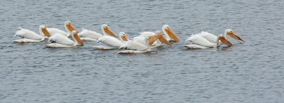 American White Pelicans