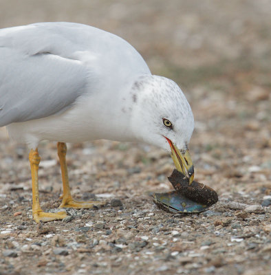 Ring-billed Gull, adult winter, with mussel shell