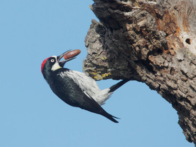 Acorn Woodpecker, male with acorn
