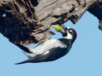 Acorn Woodpecker, female inserting acorn upside down