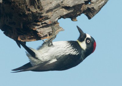 Acorn Woodpecker, female, upside down