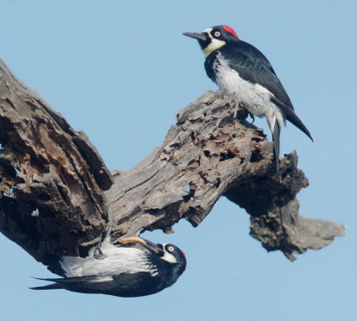 Acorn Woodpeckers, female
