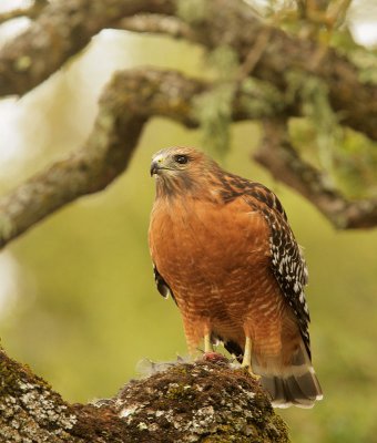 Red-shouldered Hawk, feeding