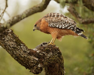 Red-shouldered Hawk, feeding