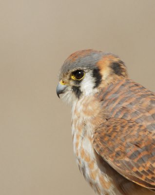 American Kestrel, female