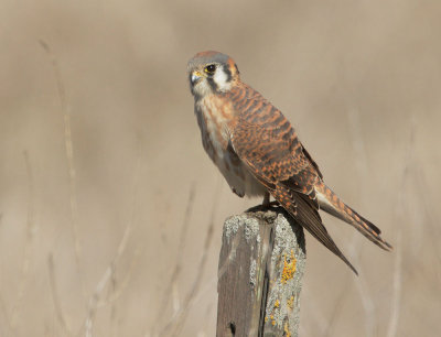 American Kestrel, female