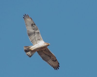 Ferruginous Hawk, light morph juvenile