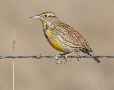 Western Meadowlark