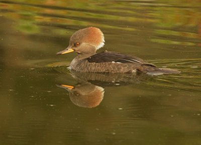 Hooded Merganser, female
