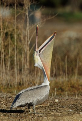 Brown Pelican, head throw