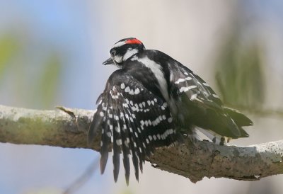 Downy Woodpeckers, copulating