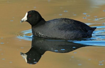 American Coot