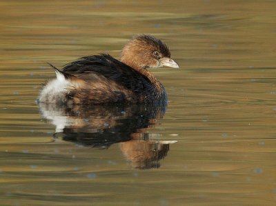 Pied-billed Grebe