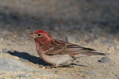Cassin's Finch, male