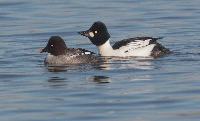 Common Goldeneyes, pair courting