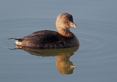 Pied-billed Grebe