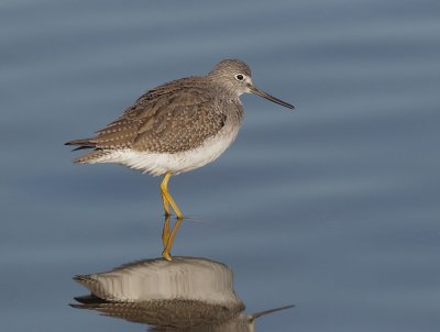 Greater Yellowlegs