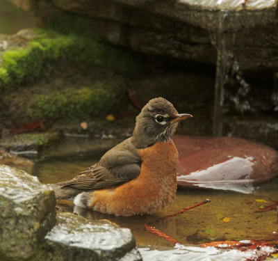 American Robin, bathing