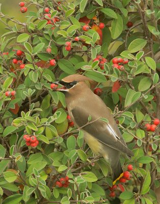 Cedar Waxwing, with berry