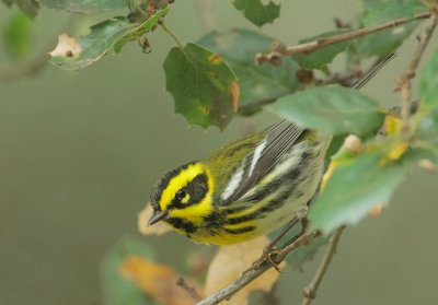 Townsend's Warbler, first-cycle male