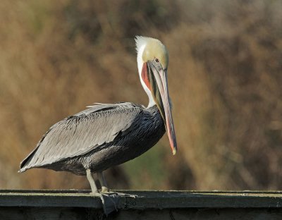 Brown Pelican