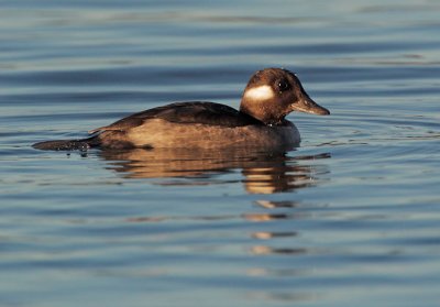 Bufflehead, female