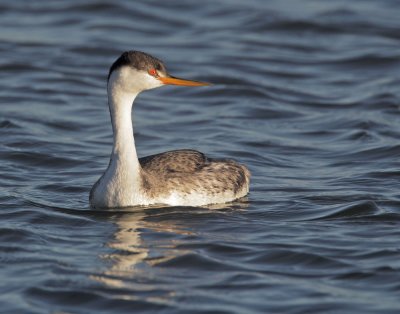 Clark's Grebe