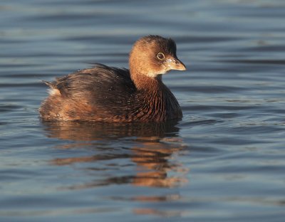 Pied-billed Grebe