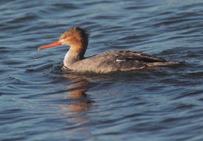 Red-breasted Merganser,  female