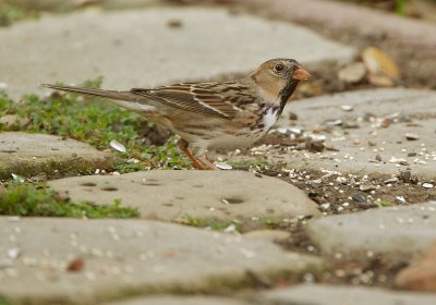 Harris's Sparrows