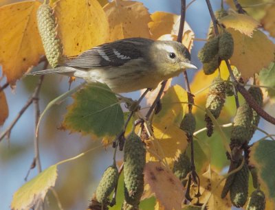 Blackburnian Warbler