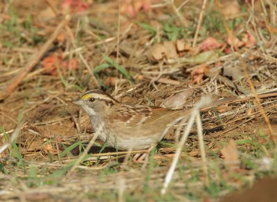 White-throated Sparrow, white-striped