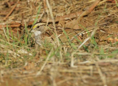 White-throated Sparrow, white striped