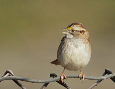 White-throated Sparrow, white striped