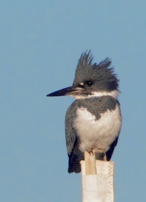 Belted Kingfisher, male