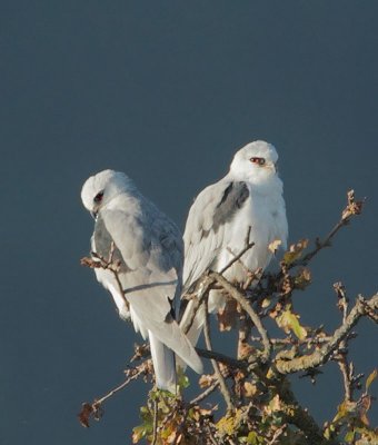 White-tailed Kites, pair