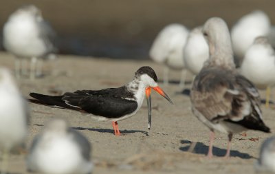 Black Skimmer